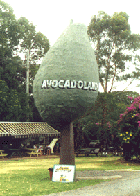 Big Avocado